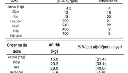 Kuvvet Antrenmanlarının Metabolizma Hızı ve Yağ Yakımına Etkisi