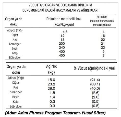 Kuvvet Antrenmanlarının Metabolizma Hızı ve Yağ Yakımına Etkisi